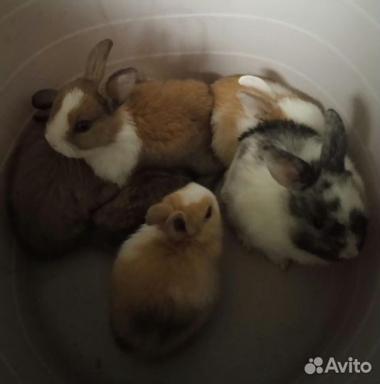 Декоративные кролики