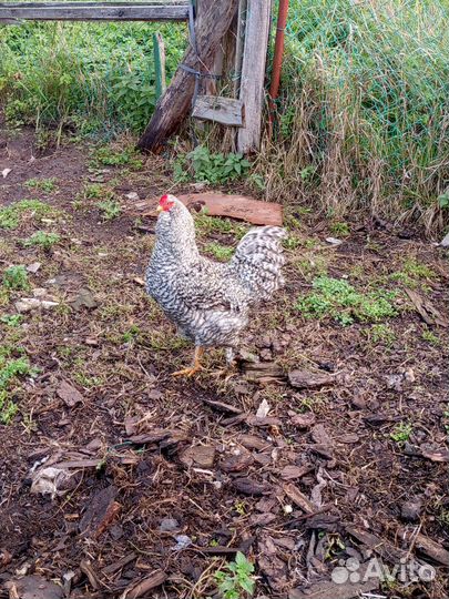 Петух брама