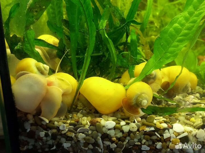 Улитки ампулярии