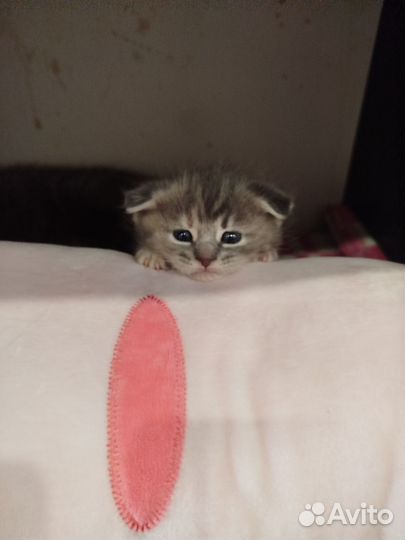Котята