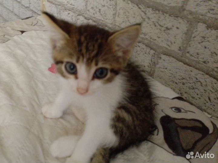 Кошка в дар бесплатно