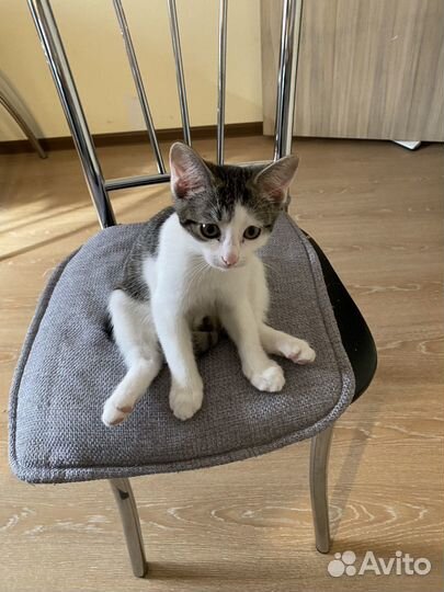 Отдам кота в добрые руки