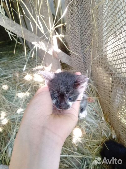 Отдам катят в добрые руки