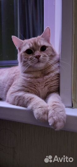 Шотландский кот вязка