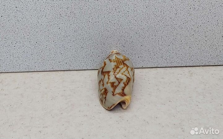 Цимбиола 6,2 морская ракушка раковина