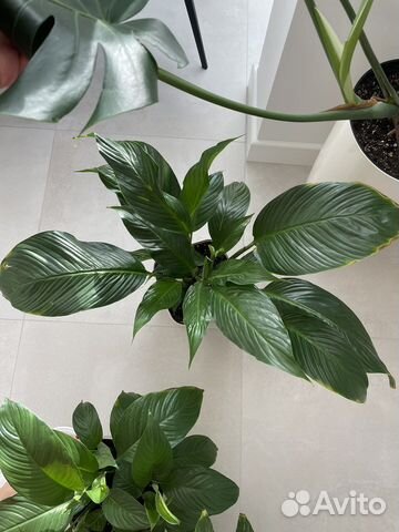 Спатифиллум королевский,Даймонд купить в Краснодаре | Товары для дома и ...