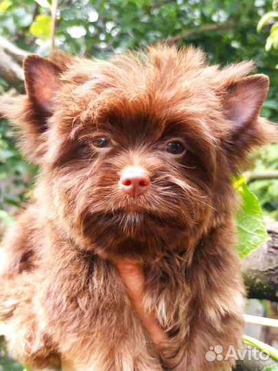 Шоколадный йорк