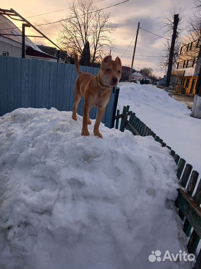 Собака питбуль