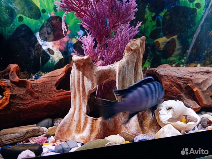 Аквариум