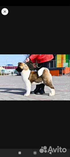 Собаки щенки