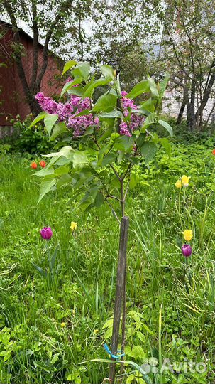 Саженцы сирени, жасмина