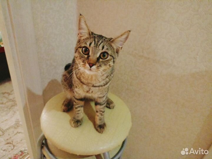 Кошка в добрые руки