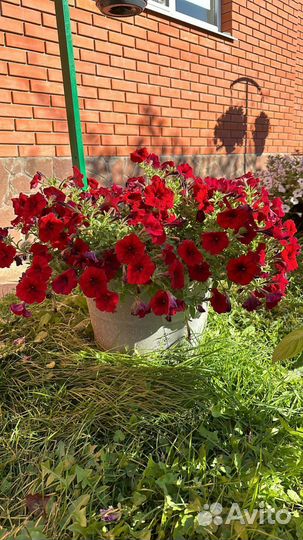 Петуния семенная