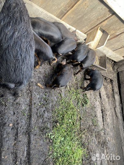 Дикий кабан