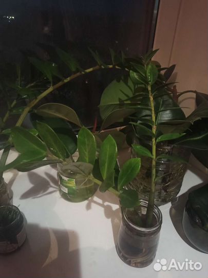 Замиокулькас (долларовое дерево)