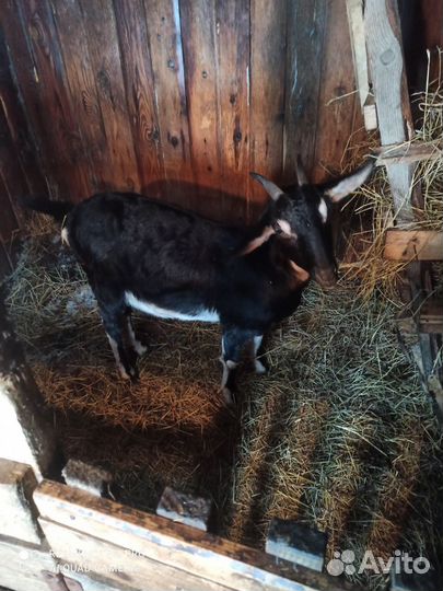 Продам коз