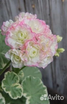 Пеларгония сортовая