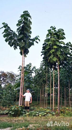 Саженцы и крупные деревья павловнии