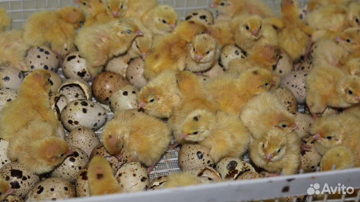 Перепела. Птица. Яйцо перепелиное. Мясо перепела