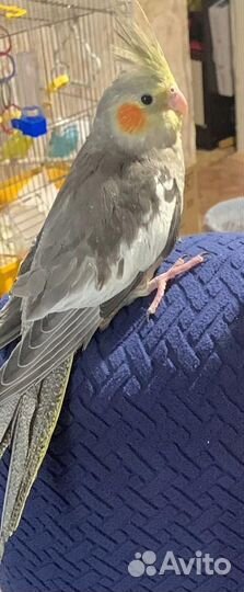 Попугай Корелла мальчик