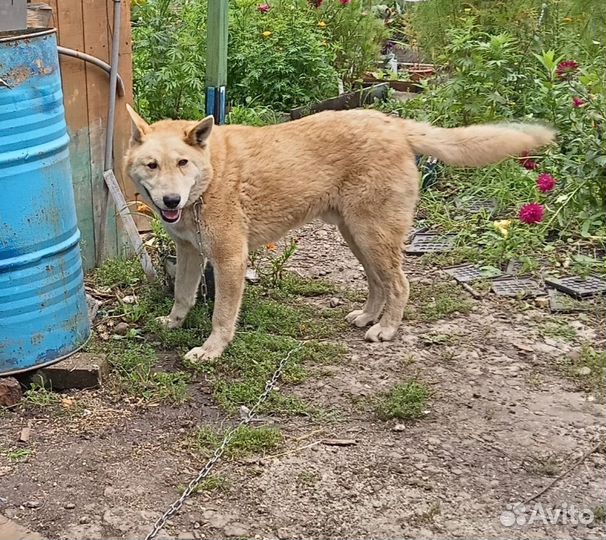 Собака в добрые руки. Золотой