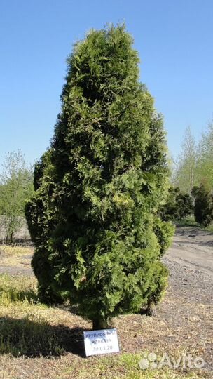 Туя, крупномер