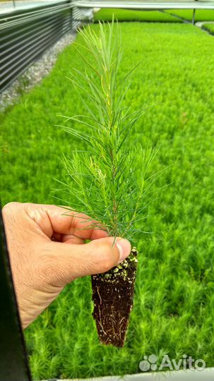 Саженцы (сеянцы) голубой ели, туи, лиственницы идр