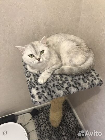 Кошка в добрые руки