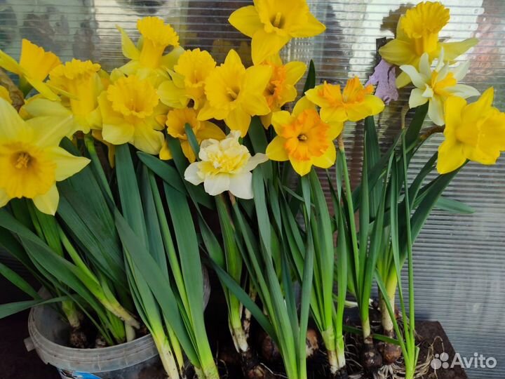 Растения многолетние разные