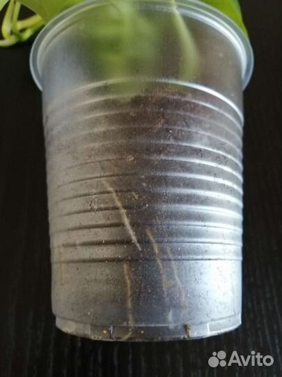 Эпипремнум золотистый Голден Потос