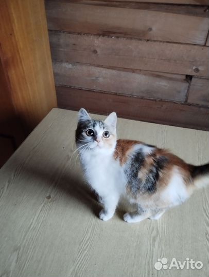 Трехцветная кошечка