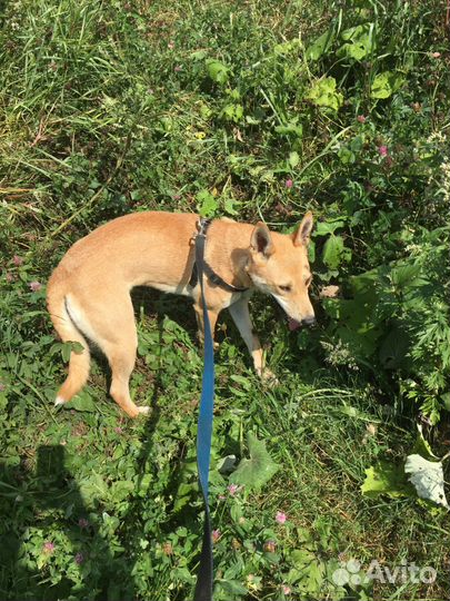 Рыжая Лисичка в добрые руки