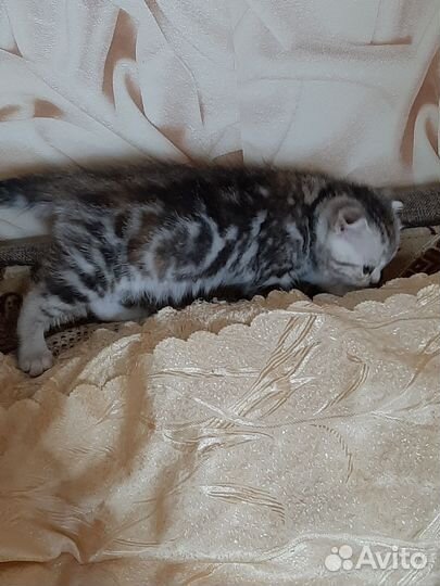 Шотландская