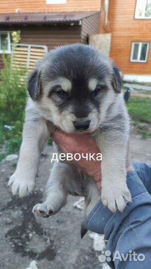 Аляскинский маламут щенки