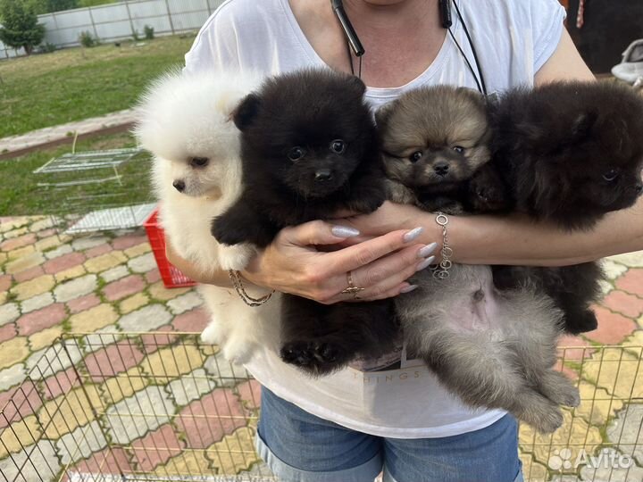 Щенки шпица мини