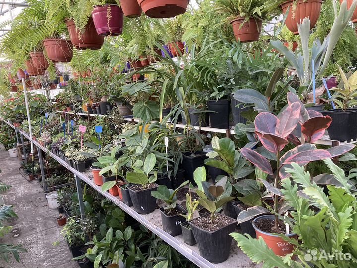 Пеперомия Россо и другие сорта из питомника