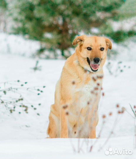 Добрая собака в добрые руки. Щеня