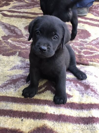 Продаются щенки лабрадора
