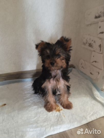 Йоркширский терьер