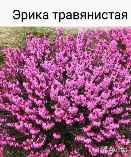 Цветы для посадки