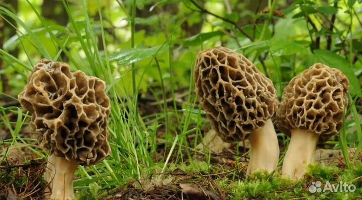 Грибы сморчки свежий урожай