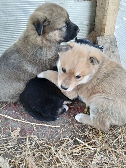 Маленькие собачки щенята в добрые руки,3 мальчика