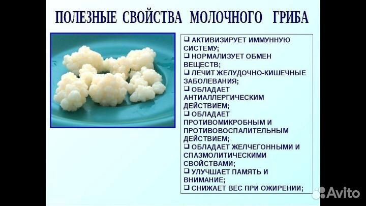 Кефирный гриб (тибетский, молочный)