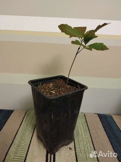 Дуб красный. Саженец