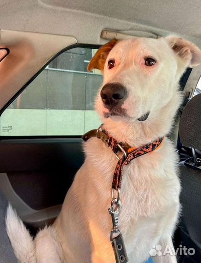 Найдена собака