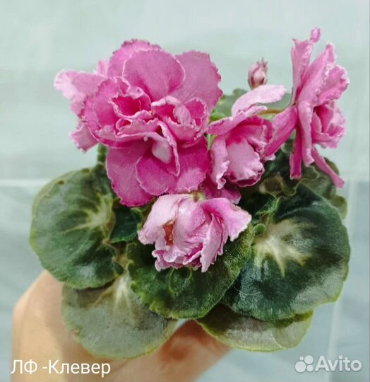 Фиалки молодые, первое цветение