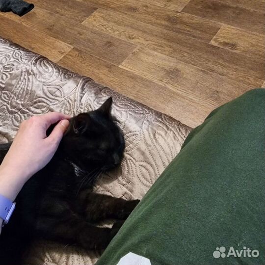 Отдам в добрые руки