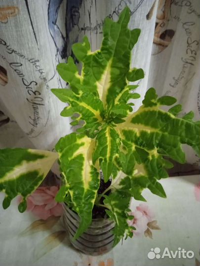 Цветы колеусы