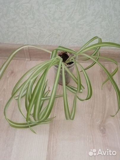 Комнатные растения аихризон, фикус, хлорофитум