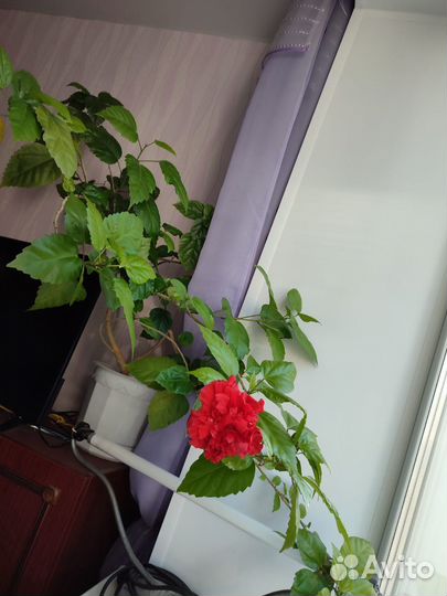 Гибискус Китайская роза.Комнатные цветы